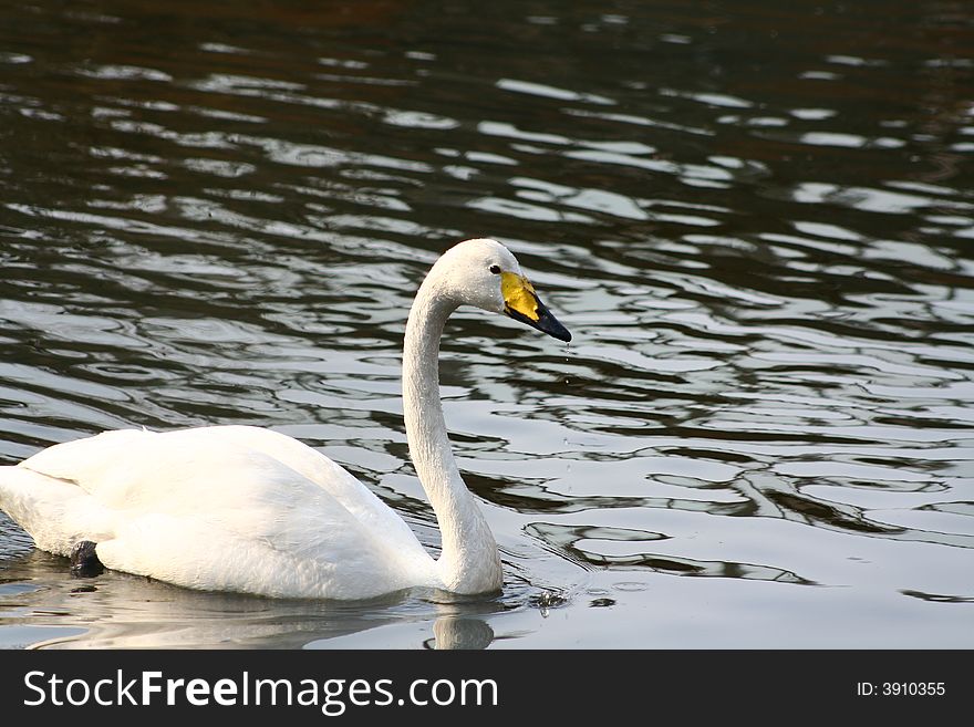 The white swan on a lake