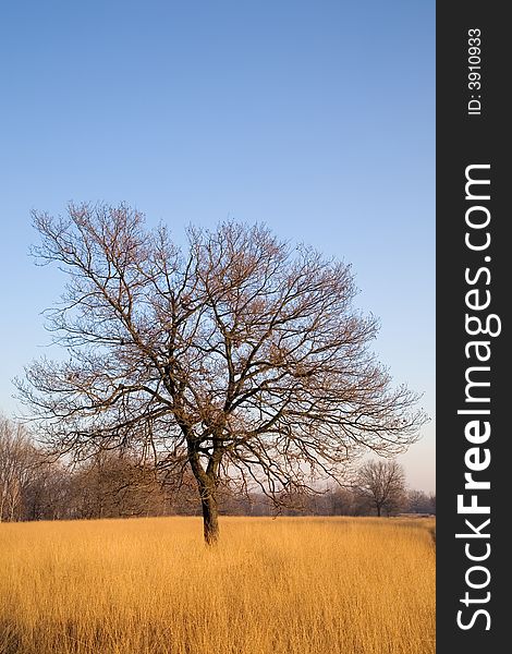 A lonely tree on meadow; clear blue sky on background