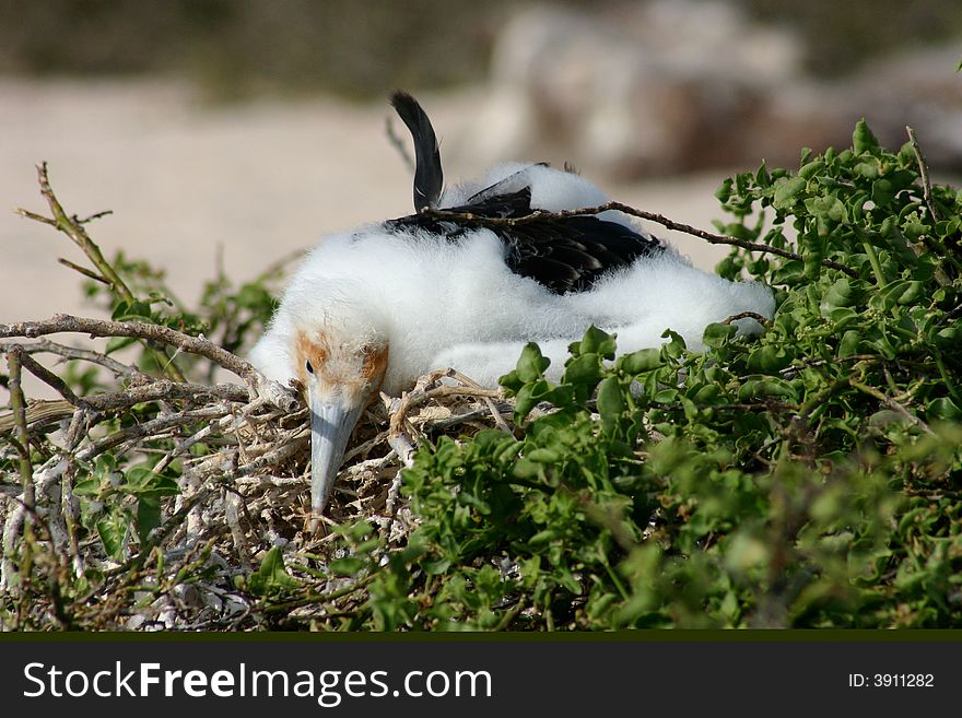 Sleeping Infant Frigate Bird, in Nest, Isla San Cristobol, Galapagos. Sleeping Infant Frigate Bird, in Nest, Isla San Cristobol, Galapagos