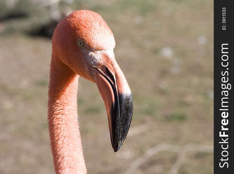 Close-up of pink flamingo's head, neck and beak