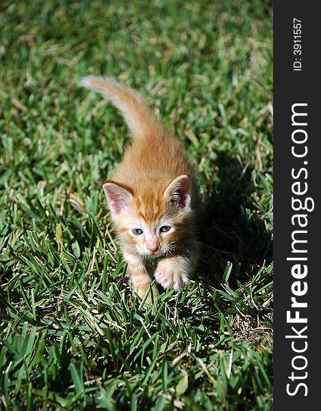 Closeup of an Orange Kitten Taking a step forward on a Lawn. Closeup of an Orange Kitten Taking a step forward on a Lawn