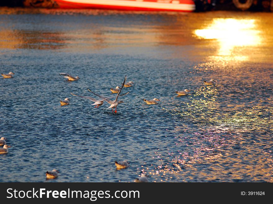 Seagulls approaching to water to catch a fish