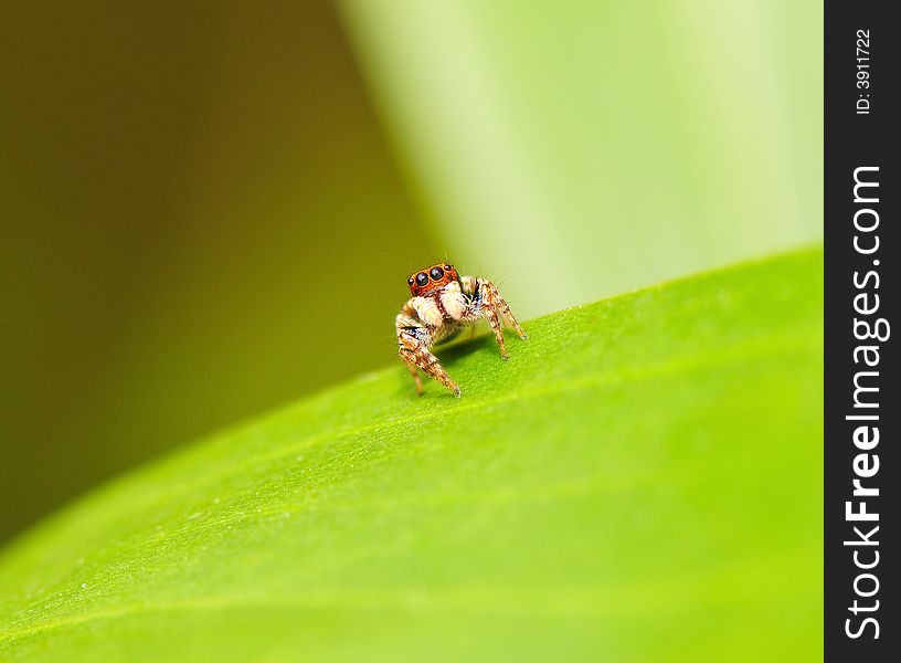 An orange color baby spider. An orange color baby spider