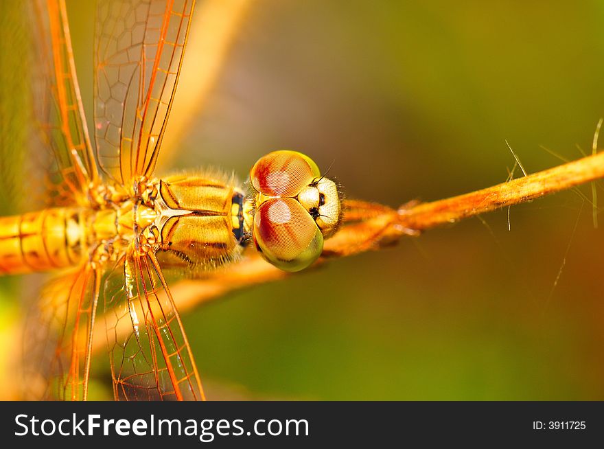 A macro shot of a dragonfly. A macro shot of a dragonfly