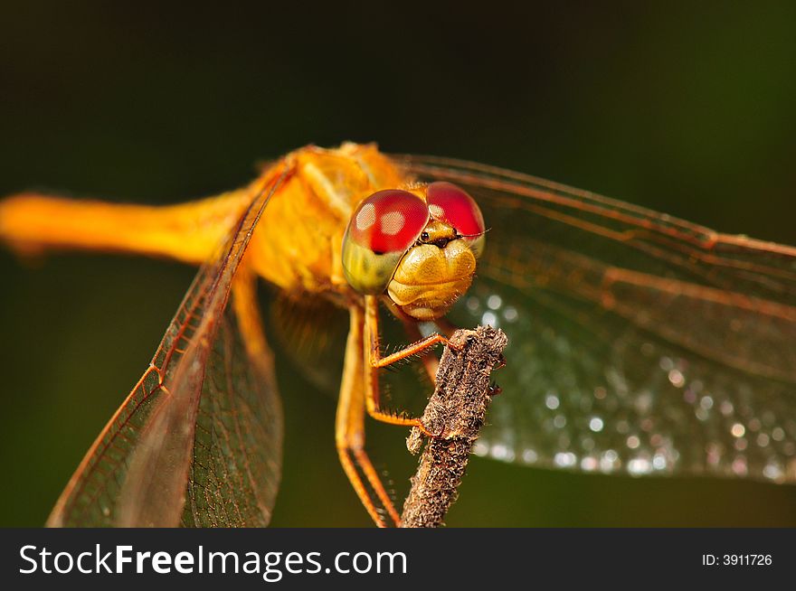 A macro shot of a dragonfly sleeping. A macro shot of a dragonfly sleeping