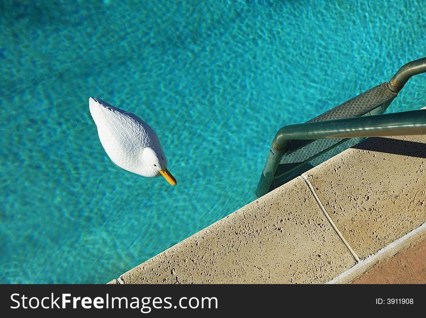 Swimming Pool With Plastic Duck