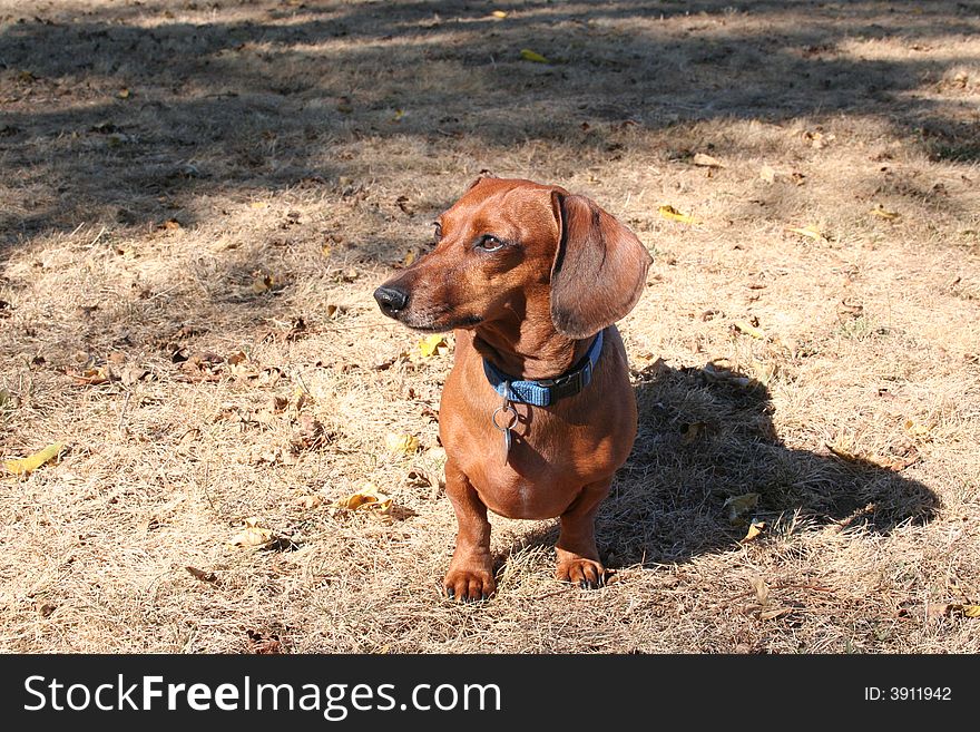 Miniature dachshund pet picture taken at park. Miniature dachshund pet picture taken at park.