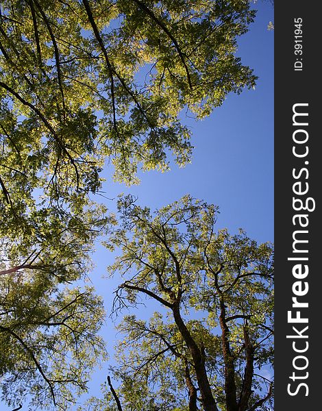 Picture of trees taken at park lying on back and pointing up. Picture of trees taken at park lying on back and pointing up.