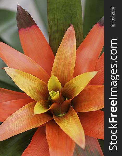 A bromeliad in bloom in a green house