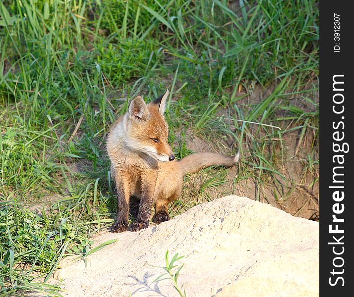 Red Fox ( Vulpes vulpes ). Russia, Voronezh area.