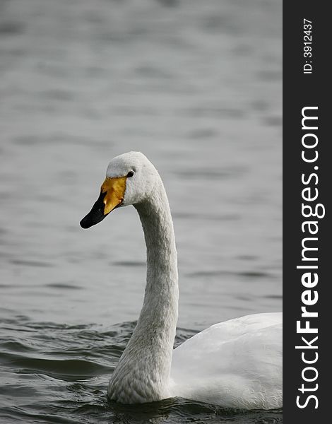 A closeup of a nice swan