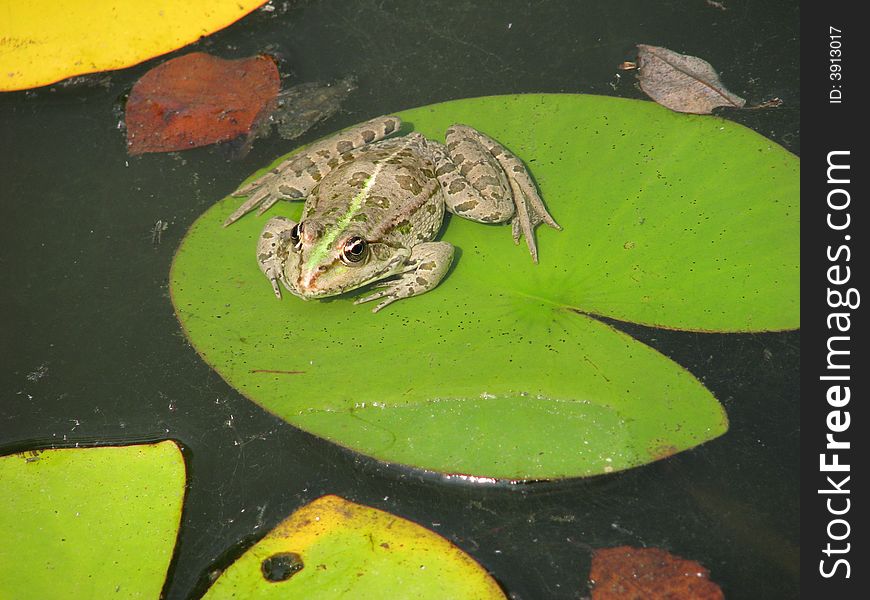 Frog on the leaf in the lake