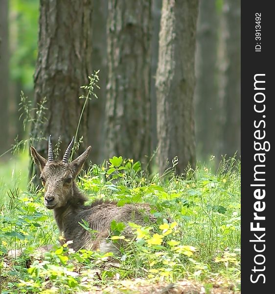 Ibex. Russia hunting, Voronezh preserve.