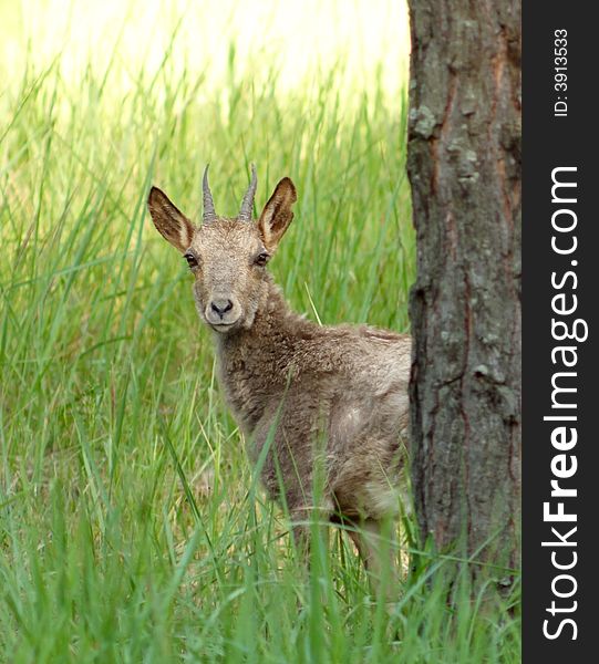 Ibex. Russian hunting, Voronezh area.