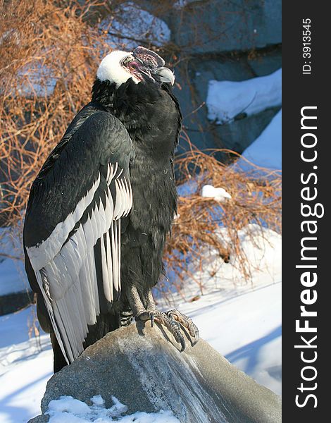 Bird of prey from Moscow zoo