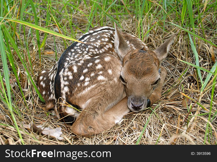 Fallow deer ( Dama dama ). Russia. Voronezh area.