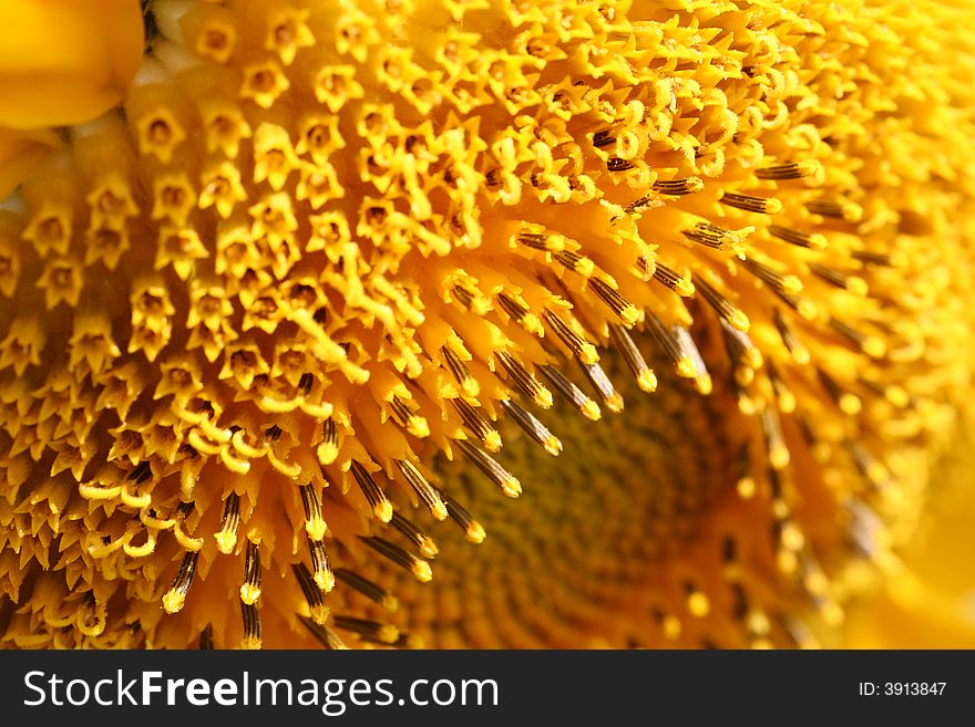 Extreme close up of a yellow sunflower, sharp view of the sunflower's stamens and petals. Extreme close up of a yellow sunflower, sharp view of the sunflower's stamens and petals