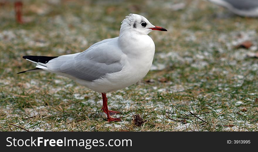 Seagull standing on the frozen ground.