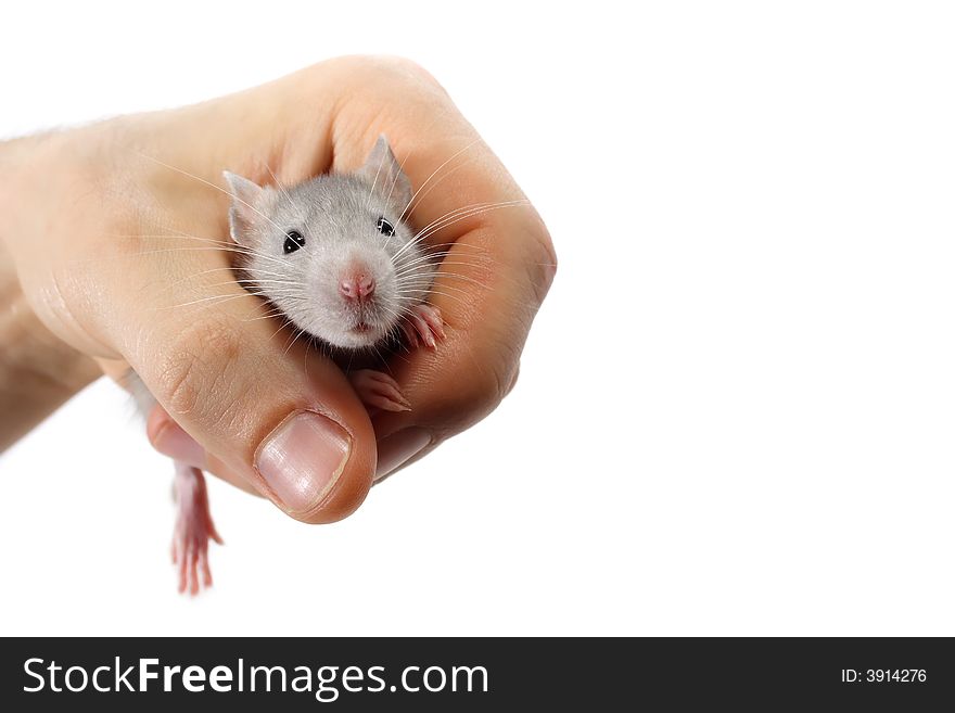 Blue mouse  in hand (isolated on a white background) need more - see other pictures from this set