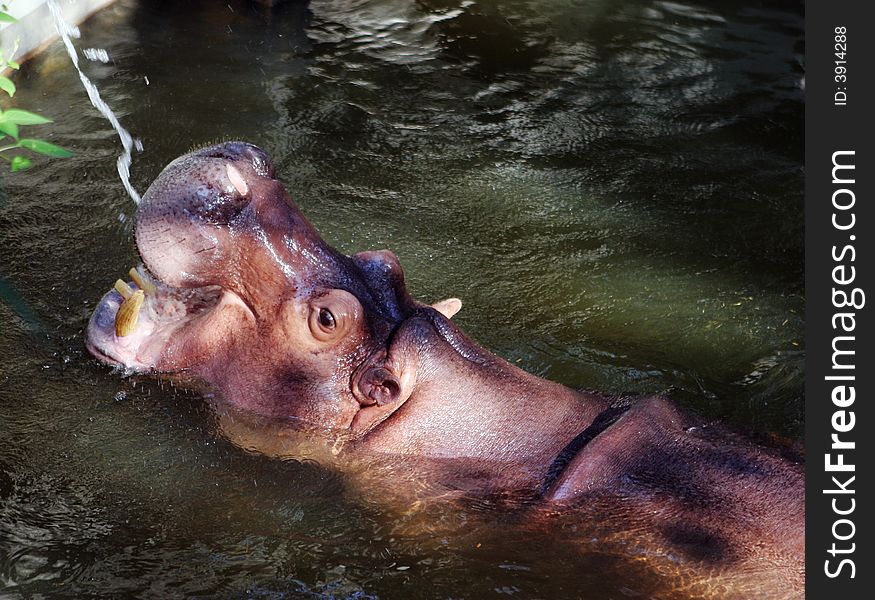 Hippopotamus in captivity drinking flowing water.
