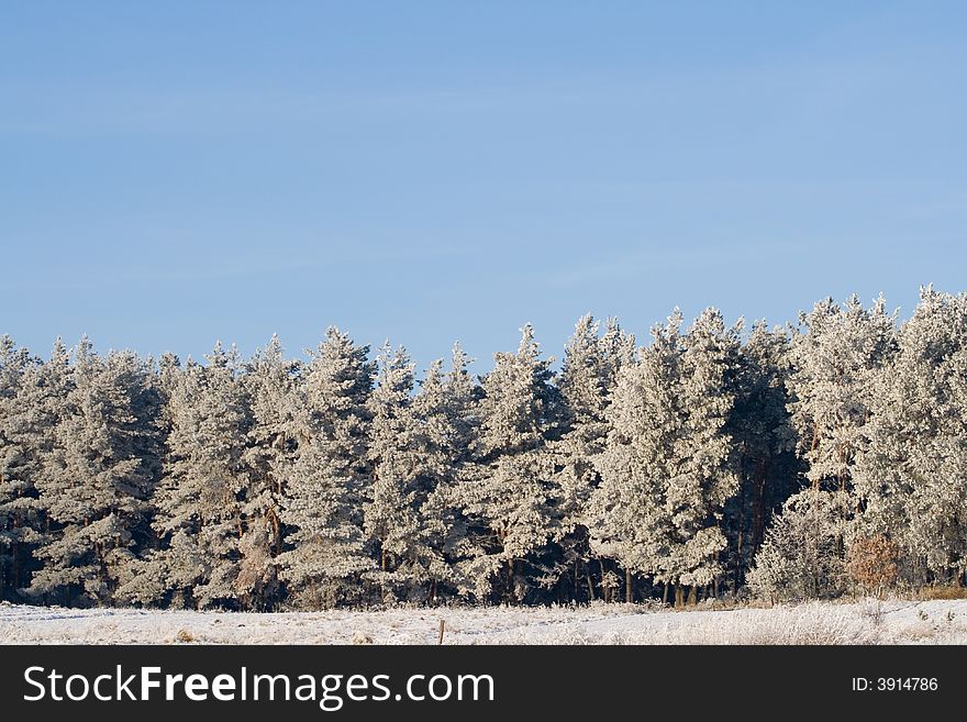 Winter landscape: frozen trees over blue sky