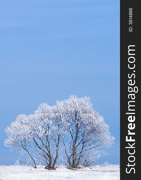 Winter landscape: frozen trees over blue sky