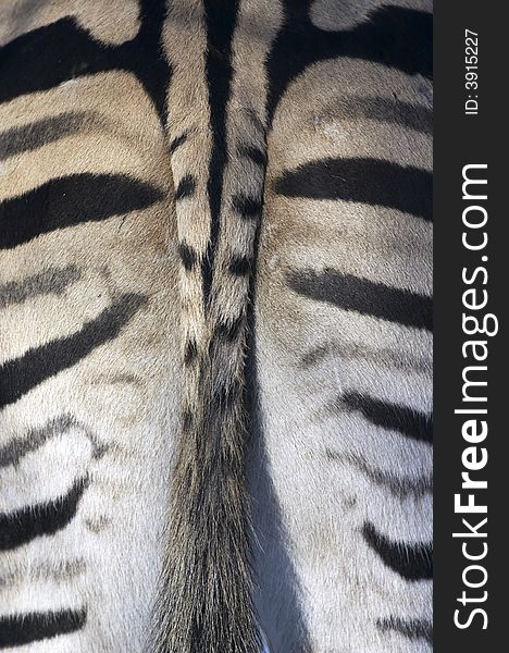 Zebra tail abstract background texture