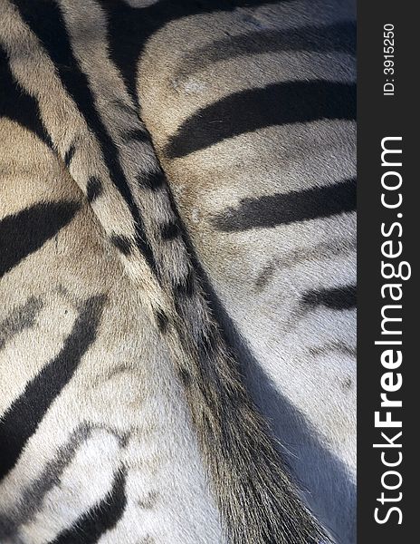 Zebra tail abstract background texture