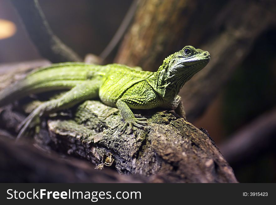 Reptile standing on a branch