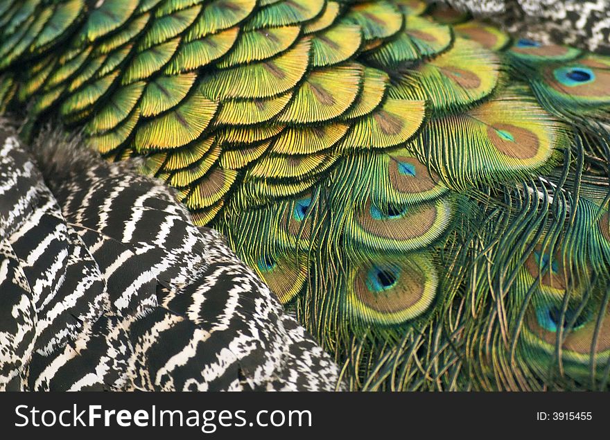 Closeup of Peacock Back Feathers