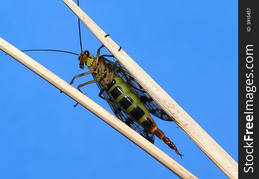 Scorpion Fly