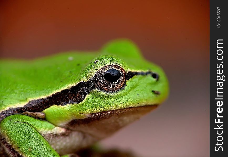 A tiny folding green frog's eye from Hungary. Hyla arborea. A tiny folding green frog's eye from Hungary. Hyla arborea