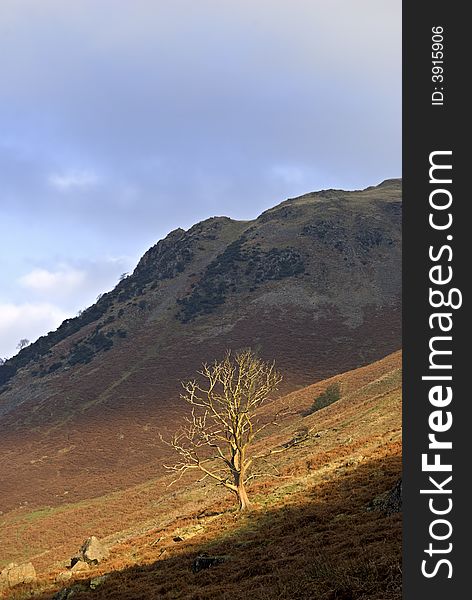 An isolated sunlit winter tree on a mountain slope. An isolated sunlit winter tree on a mountain slope