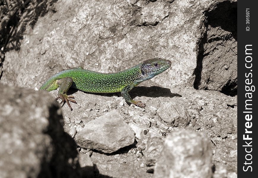 Green lizard among brown stones
