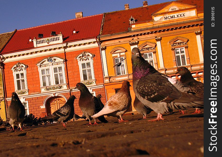 A close image with pigeons walking arround. A close image with pigeons walking arround