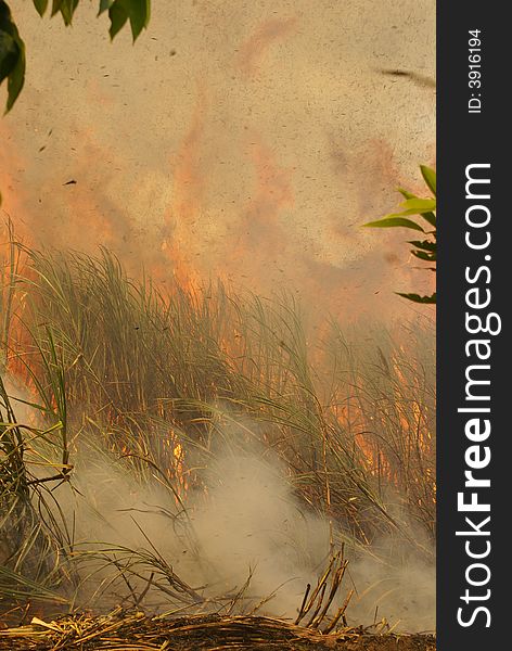 Colombian Forest fire in a forest