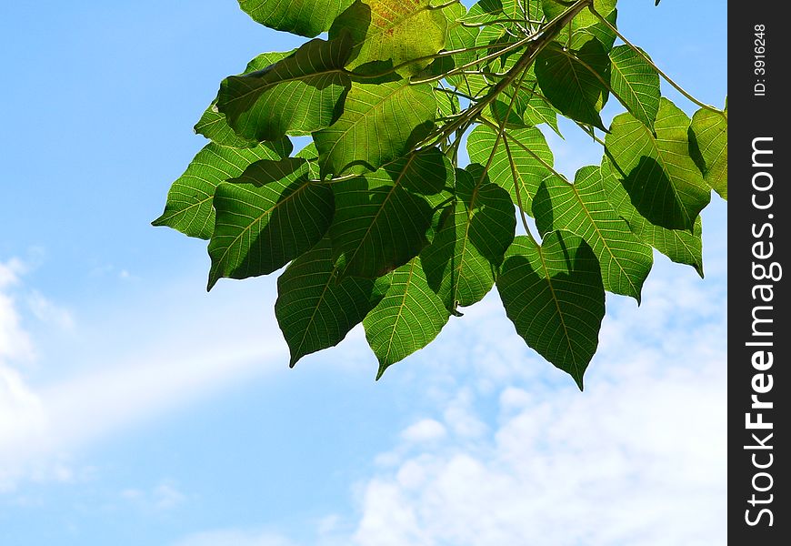 Bright green tree leaf and blue sky. Bright green tree leaf and blue sky