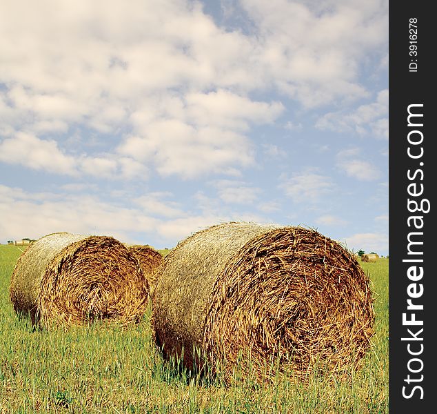 Hay bale rolls in countryside. Hay bale rolls in countryside