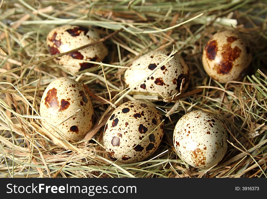 Eggs Quail