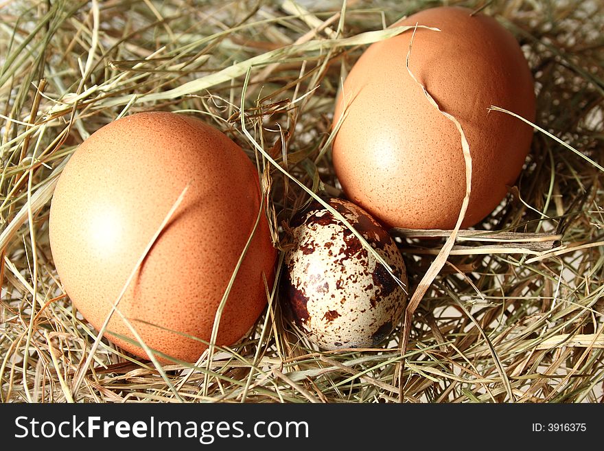 Eggs on the green hay