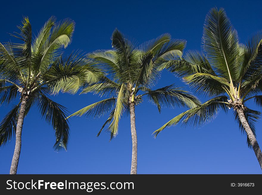 Three palm trees against a deep blue sky. Three palm trees against a deep blue sky.