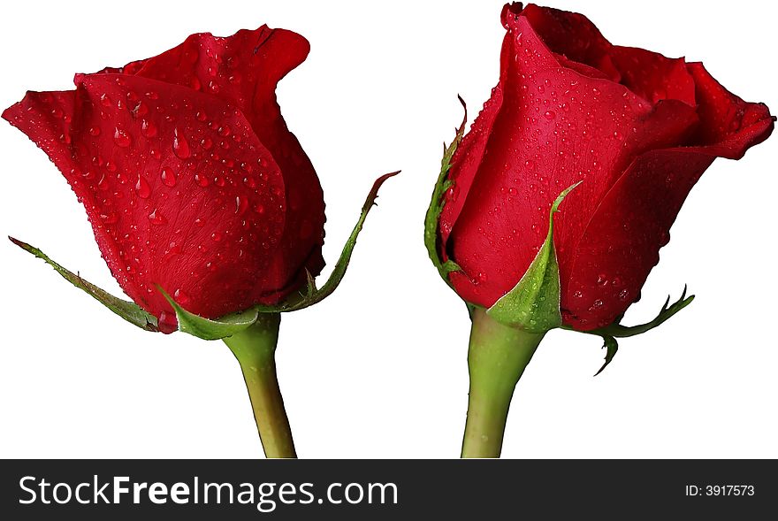 Red Roses isolated