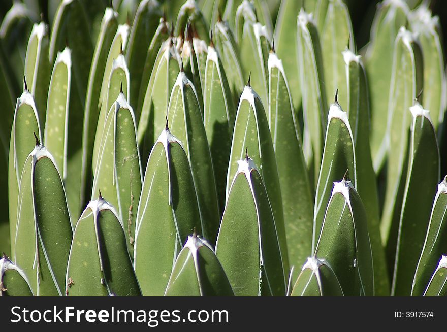 Photo of a desert plant with a lot of spikes on it. Photo of a desert plant with a lot of spikes on it.