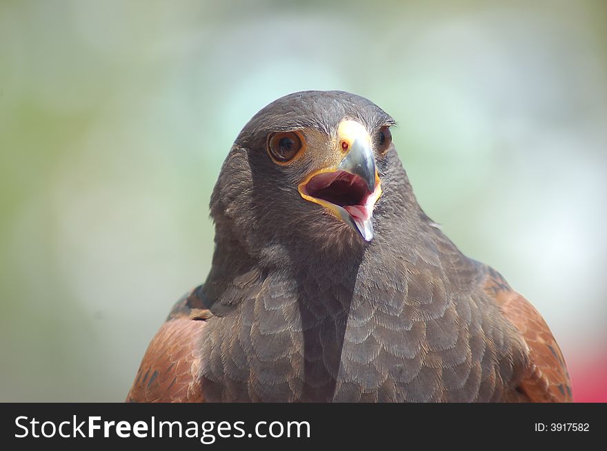 Photo of a beautiful harris hawk.