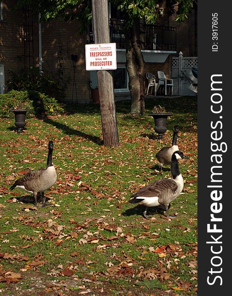 Trespassing Geese