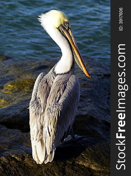 Pelican waiting at the ocean inlet for fish scraps