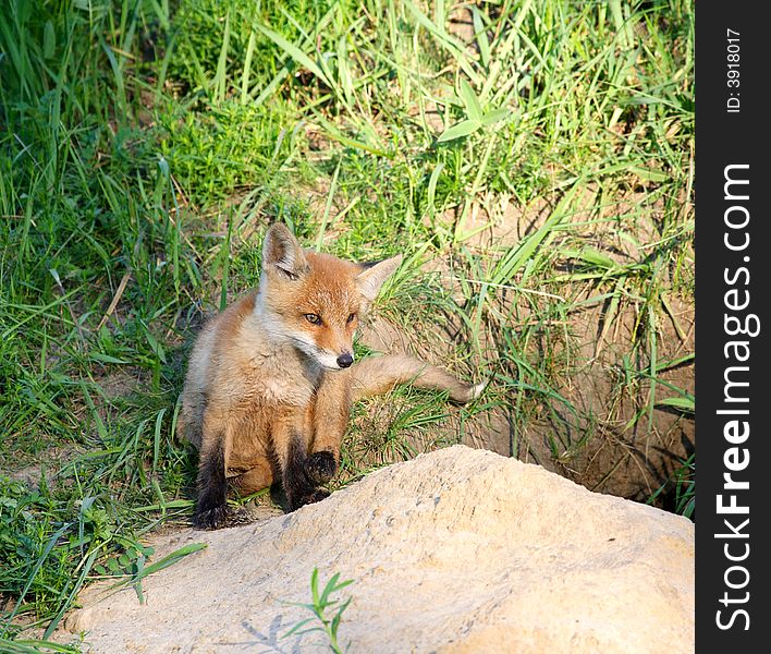 Red Fox ( Vulpes Vulpes )