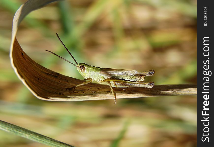 A grasshopper sat in a grass