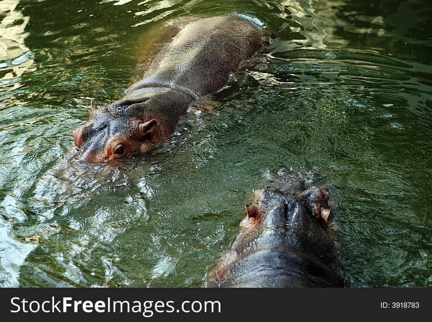 Hippopotamus swimming in a pond.