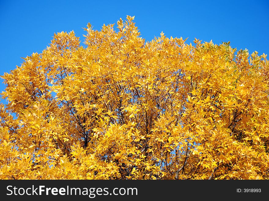 Clean shot of autumn tree against a blue sky.